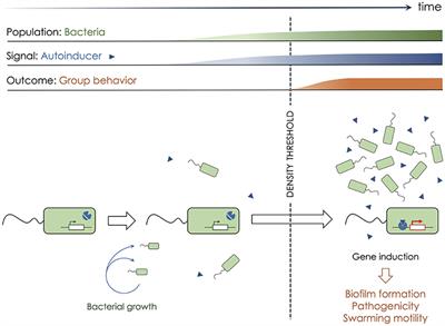 Quorum Sensing by Monocyte-Derived Populations